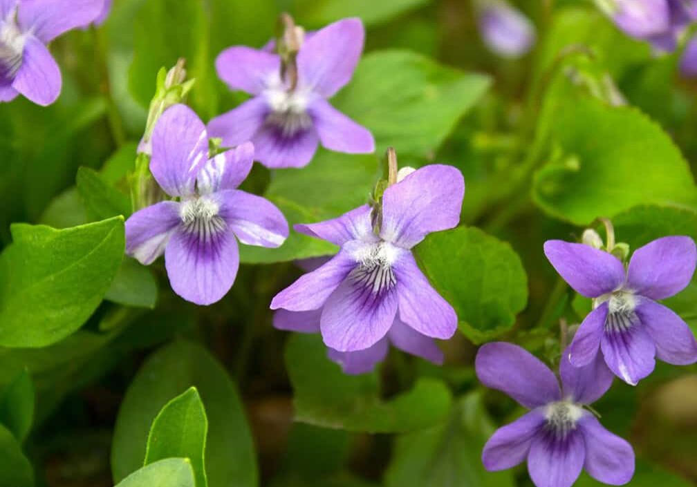 purple flowers with green leaves