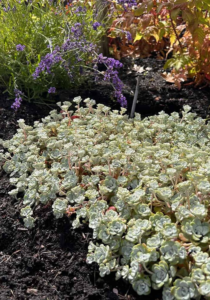 creamy white leaves of stone crop growing in rock garden
