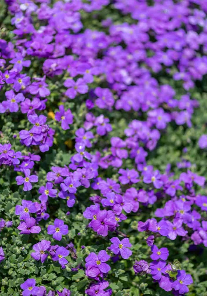 deep purple flowers on ground cover plant