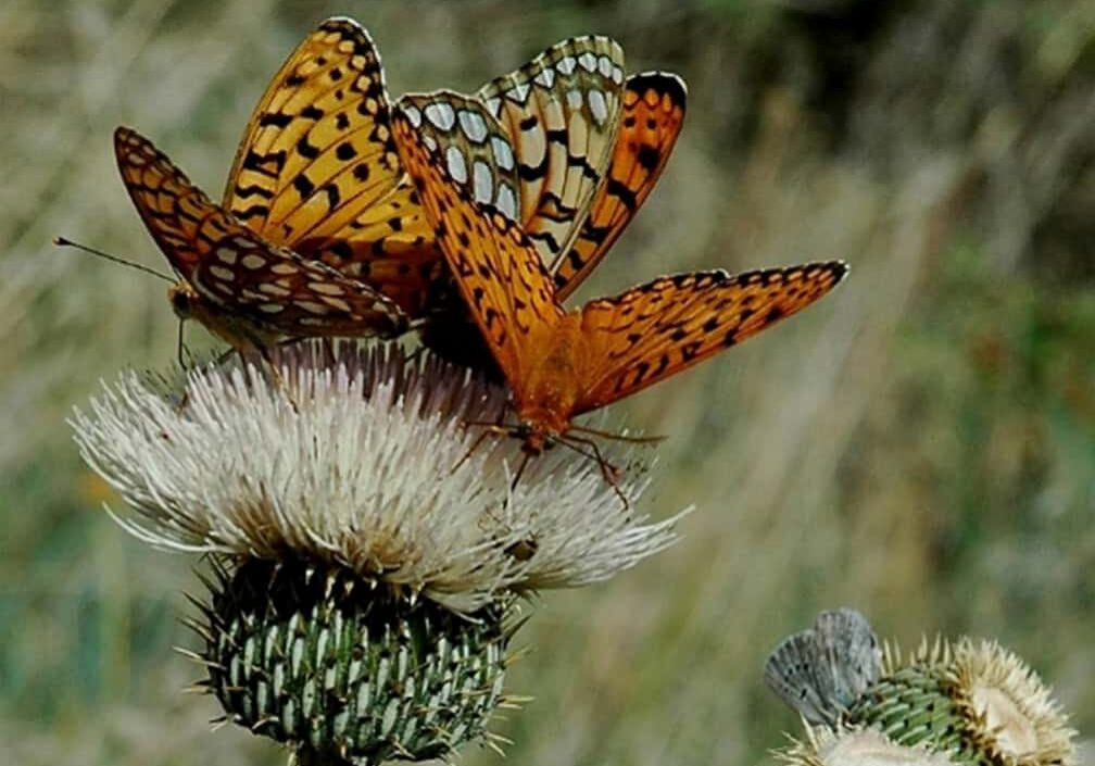 orange butterfly thistle head