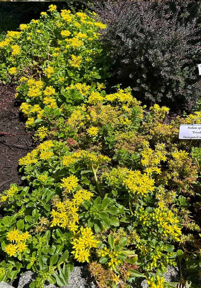 low growing green plant with yellow flowers.