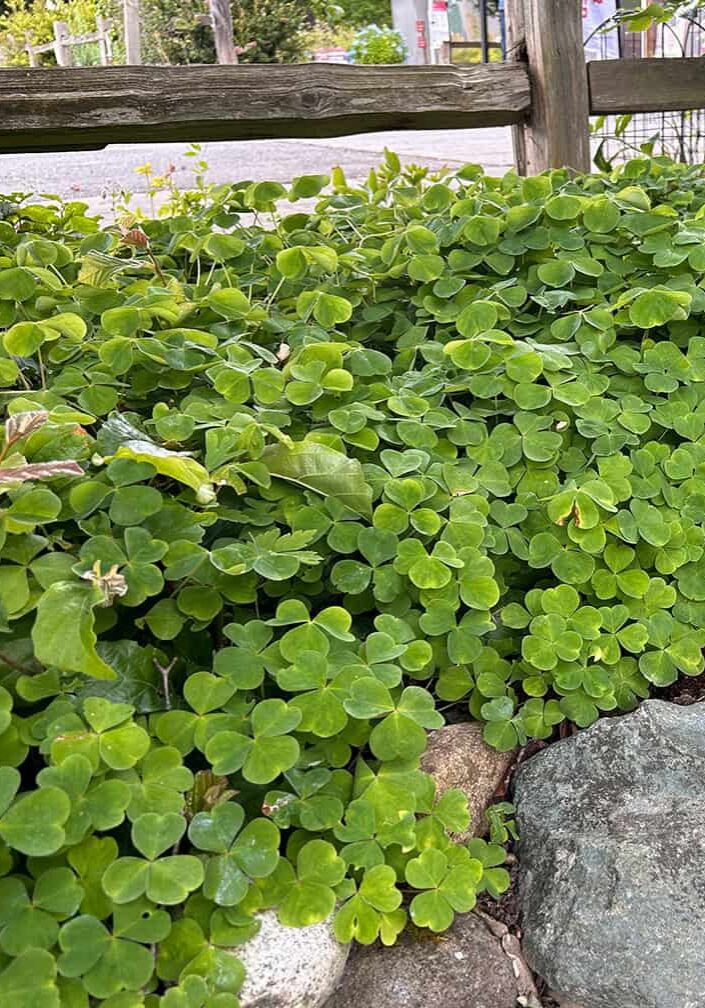 clover looking ground cover