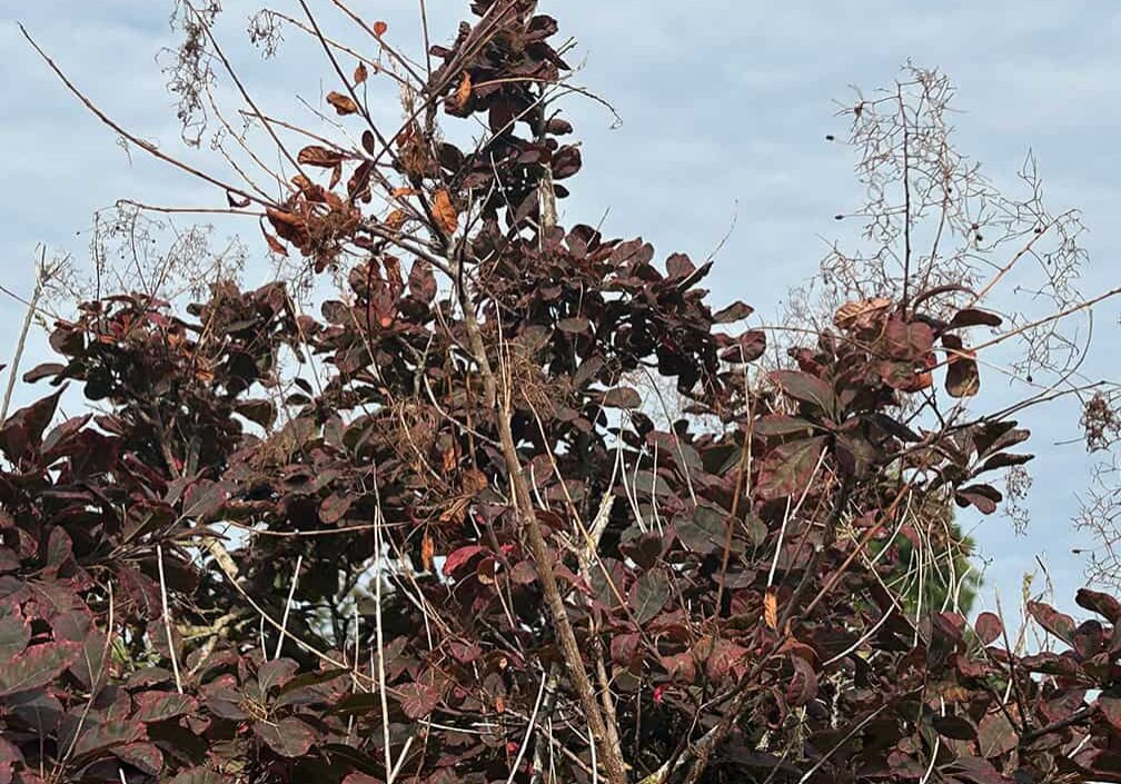 bushy tree with dead branches