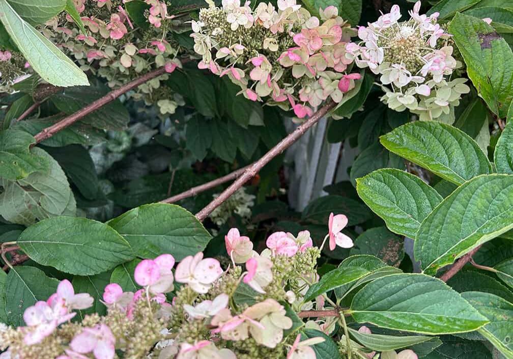 hydrangea with long branches sagging under weight of blooms