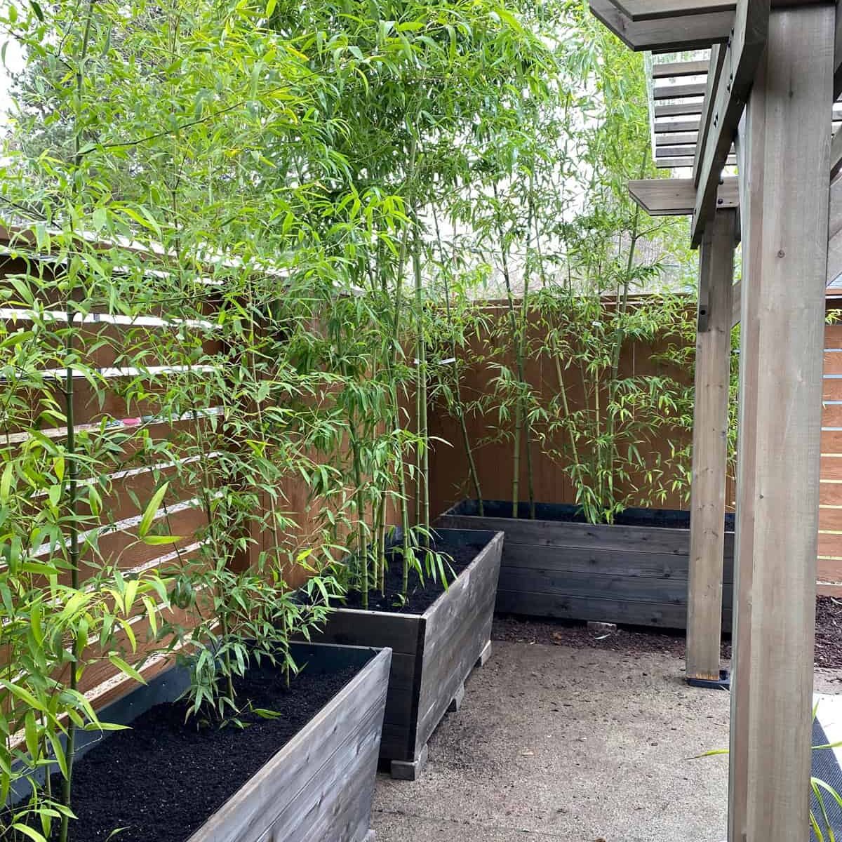 Bamboo garden and planter studio. Photo courtesy of Bamboo Garden Nursery