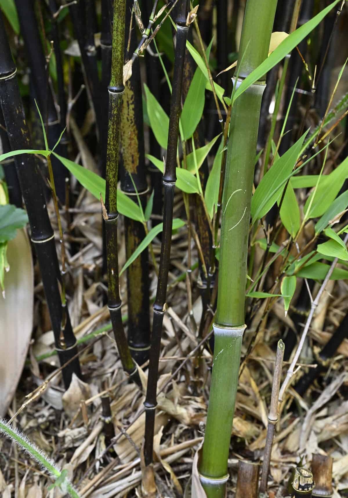 Phyllostachys nigra ‘Black Bamboo’ showing the smaller canes from the purchased nursery pot in the back and the new larger green culms produced two years later. Photo © Kay Torrance
