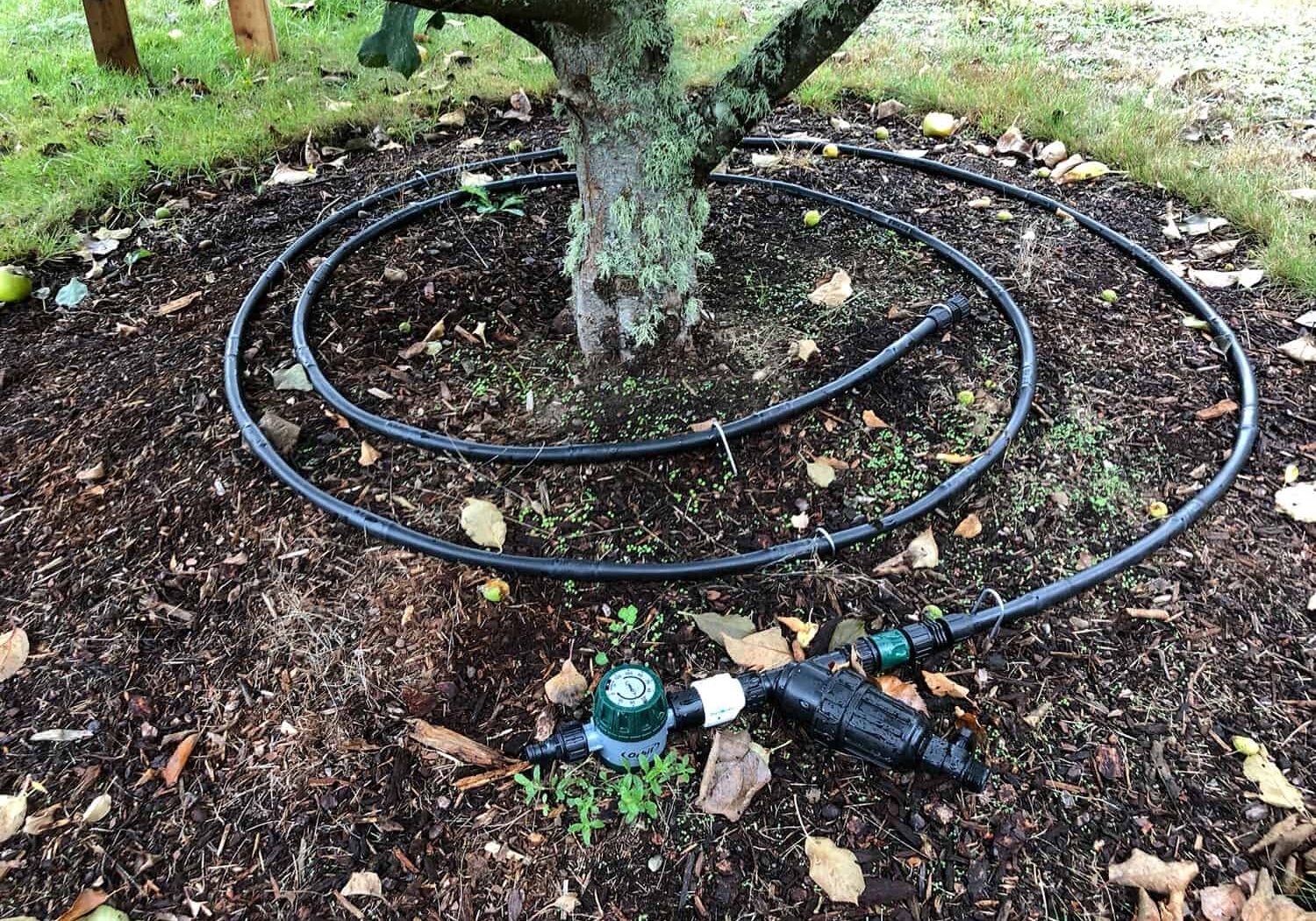 Blog_071623 1/2-in. dripline with manual timer, filter and pressure reducer for watering a tree.