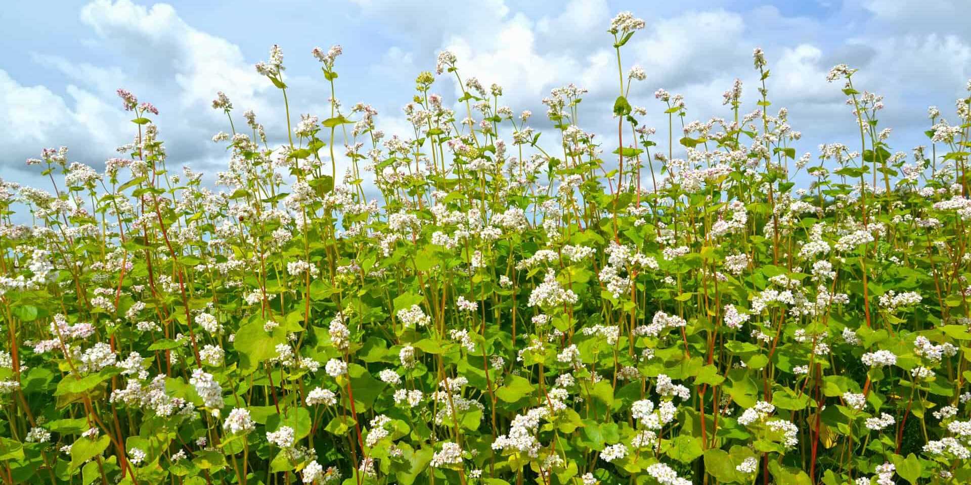 Buckwheat