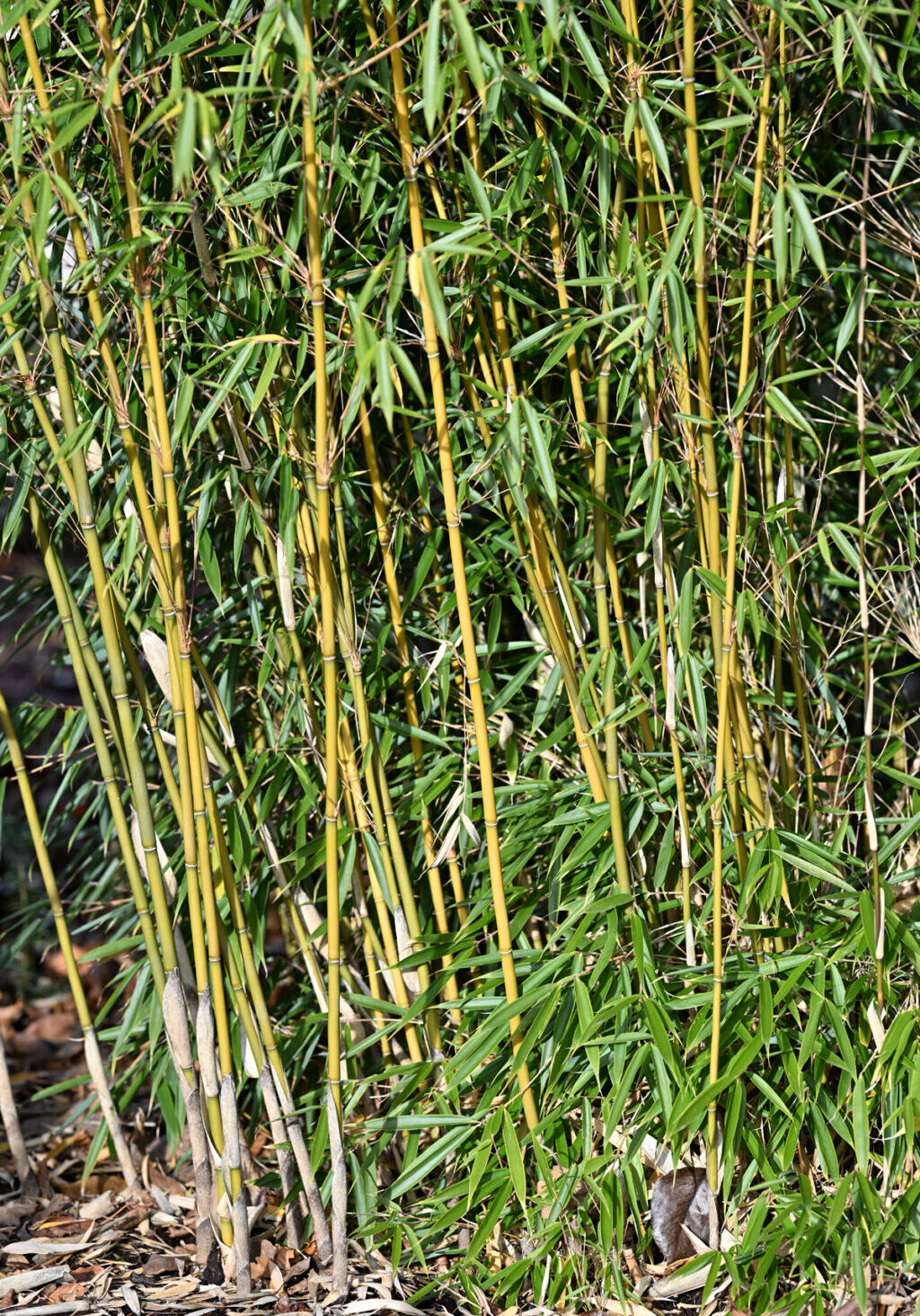 25-0207_Photo_8 Fargesia robusta 'Campbell' is a clumping bamboo with ¾” canes. Photo by Kay Torrance.