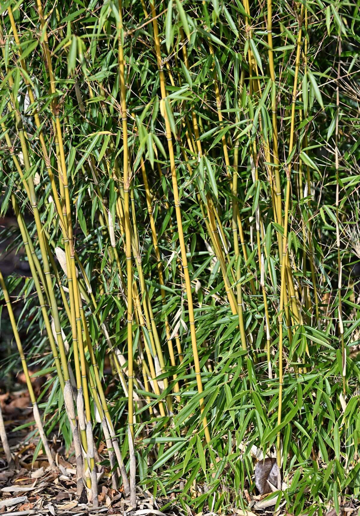 Fargesia robusta 'Campbell' is a clumping bamboo with ¾” canes. Photo by Kay Torrance.