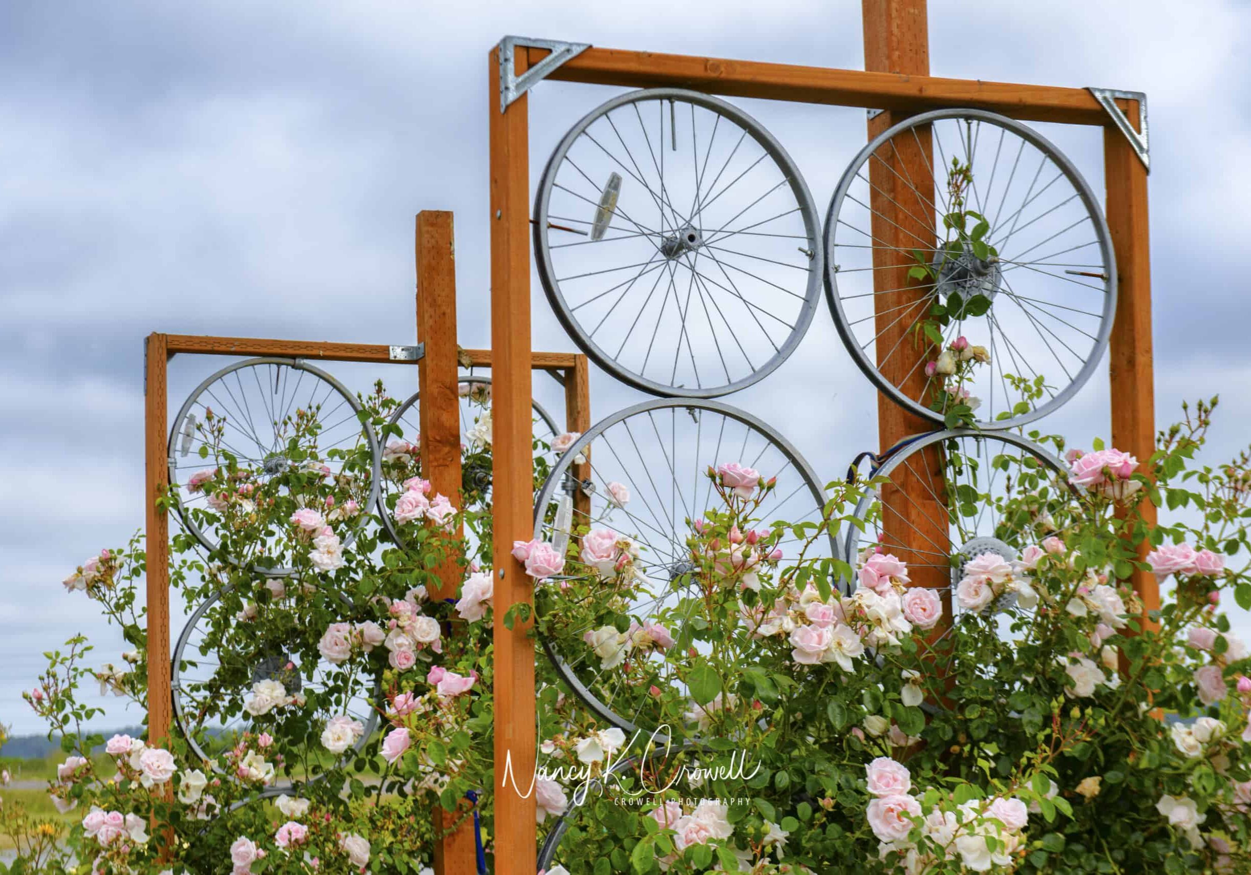 DG_RoseG_ncrowell_20150617 © Nancy Crowell Photography
