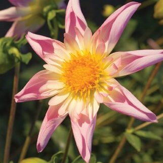 Dahlia_2 Dahlia_2