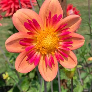 Dahlia_3 Dahlia_3