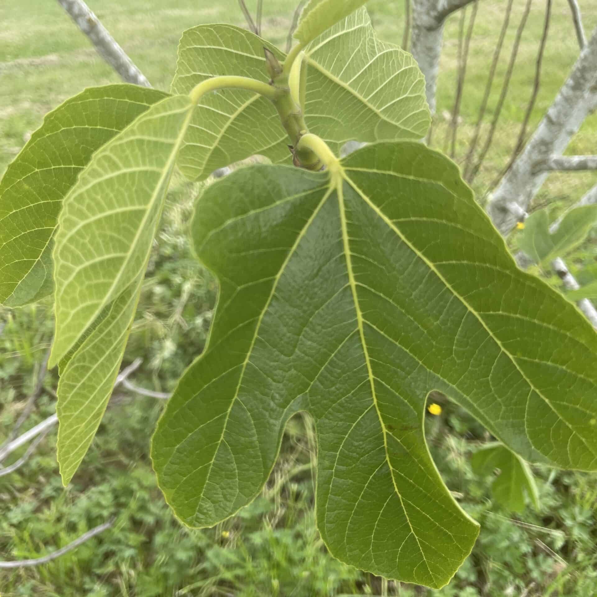 The foliage of  ‘Desert King’ fig in the NW Fruit Garden in July. Photo: © Sonja Nelson