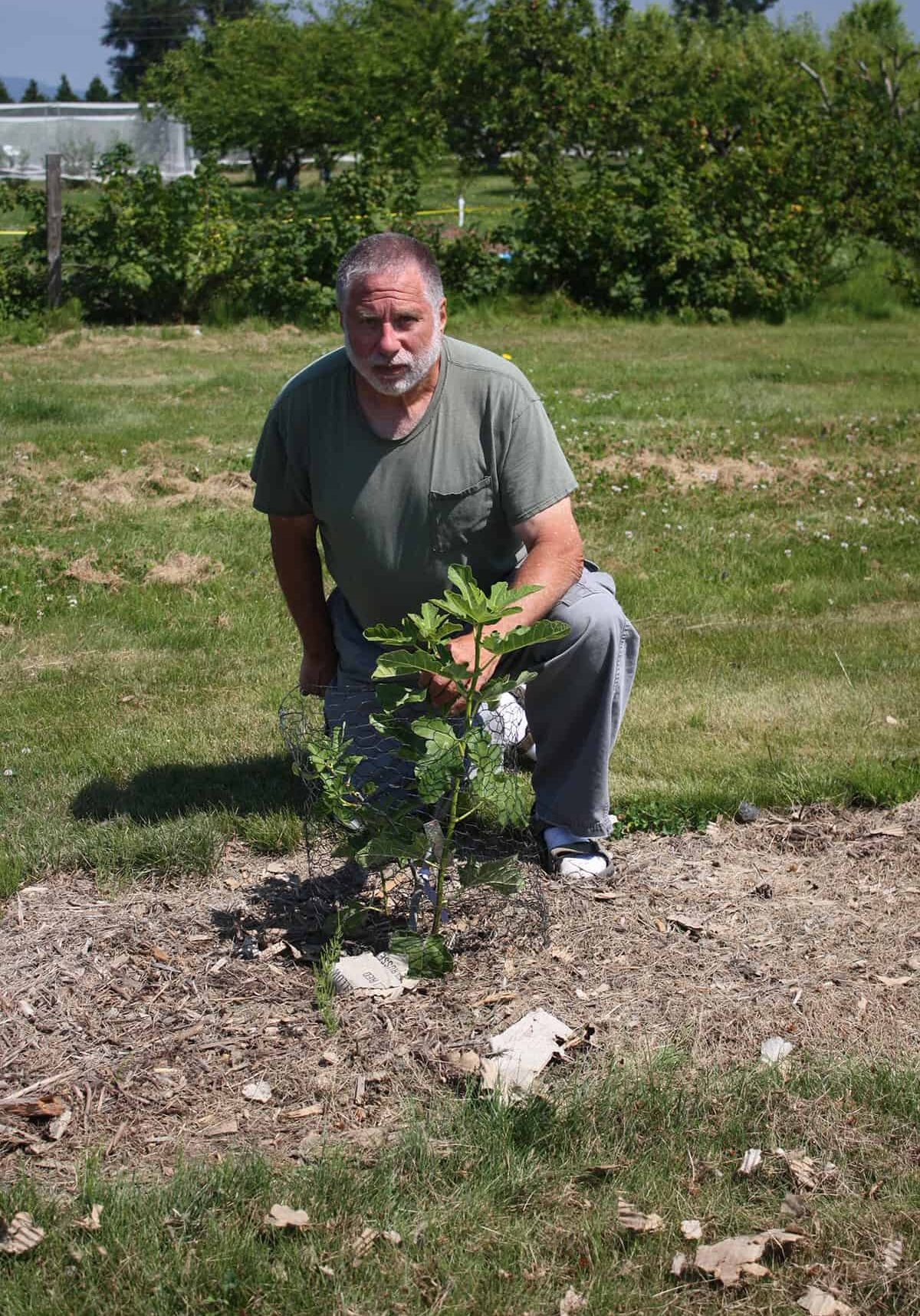 NW Fruit volunteer Sam Benowitz kneels next to a recently planted variety of Ficus carica. This fig is one in a row of eight fig trees planted at NW Fruit to test for adaptability to the Pacific Northwest climate. Photo: © Sonja Nelson