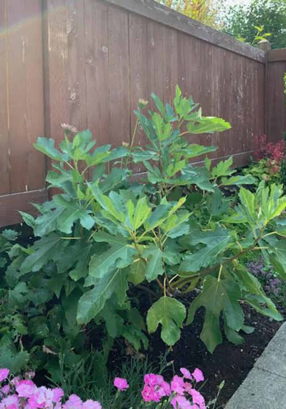 The dwarf fig ‘Little Miss Figgy’ was developed for use in a container. Planted in June, this specimen has thrived in a container on the patio of a home in Mount Vernon. Photo: © Sonja Nelson