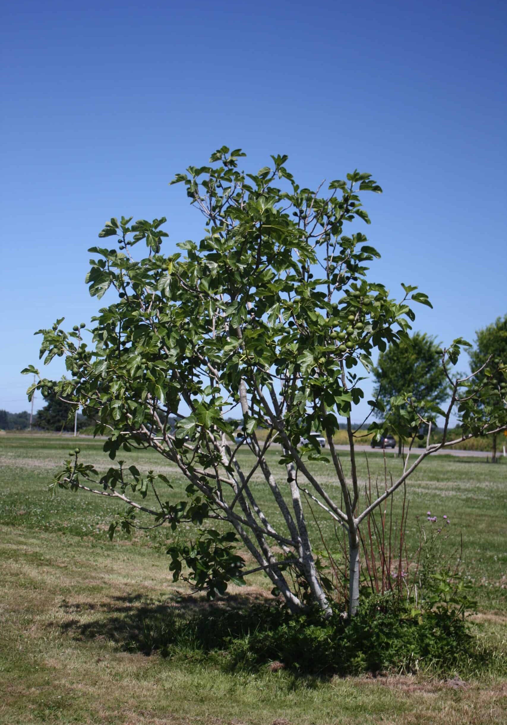 Fig. photo 1 Ficus carica ‘Desert King’ at the NW Fruit Garden.