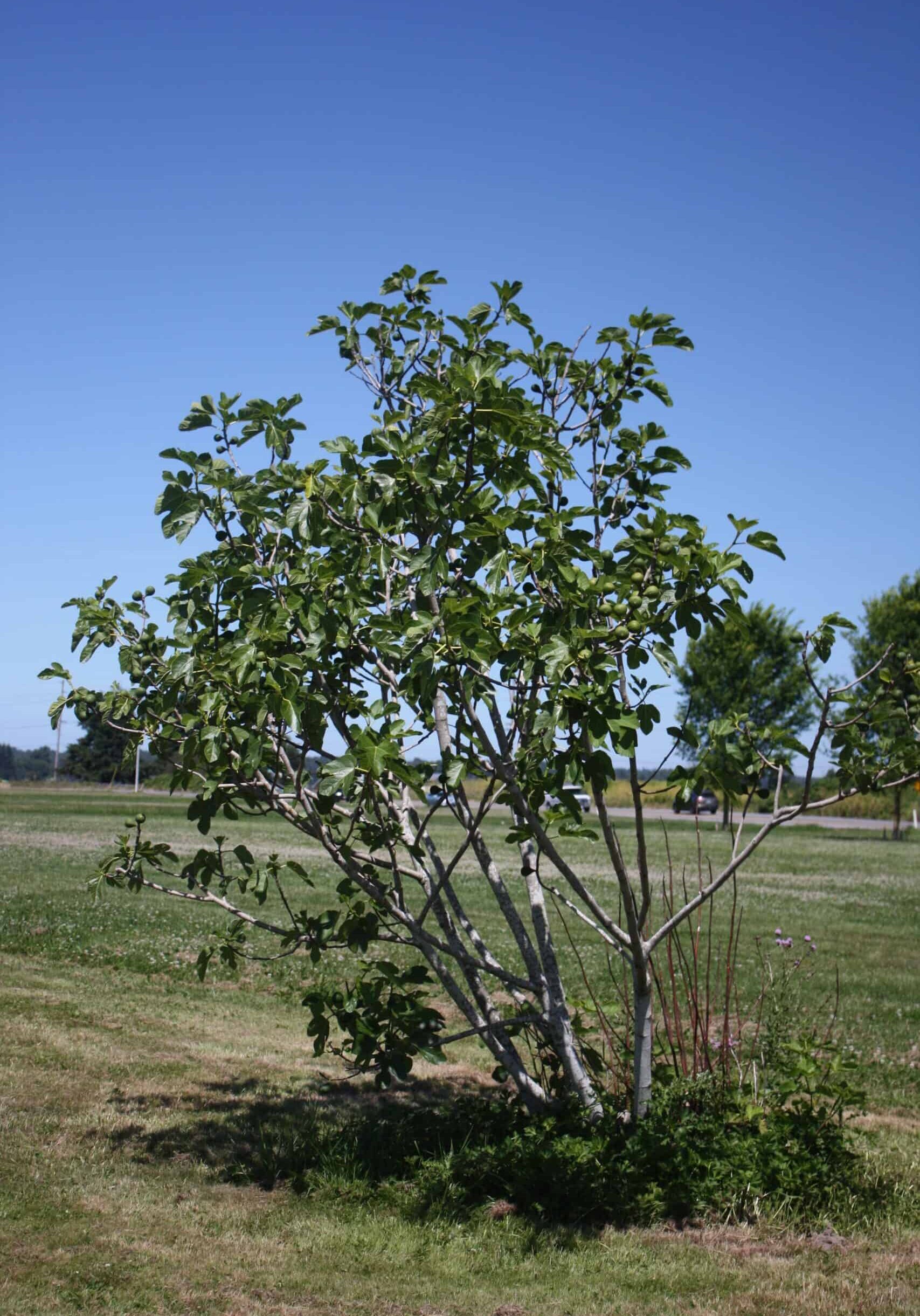 Ficus carica ‘Desert King’ at the NW Fruit Garden.