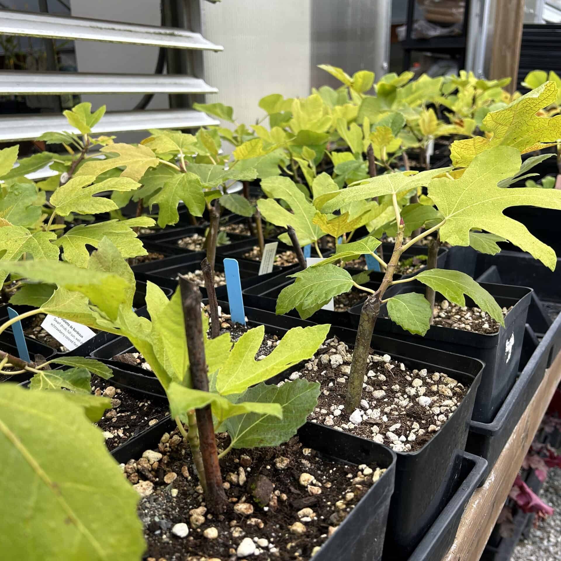 Figs_IMG_8432 Get started growing figs. Several varieties will be on sale at the annual Master Gardener Plant Fair May 10, 2025 Photo: © Skagit County Master Gardener Foundation