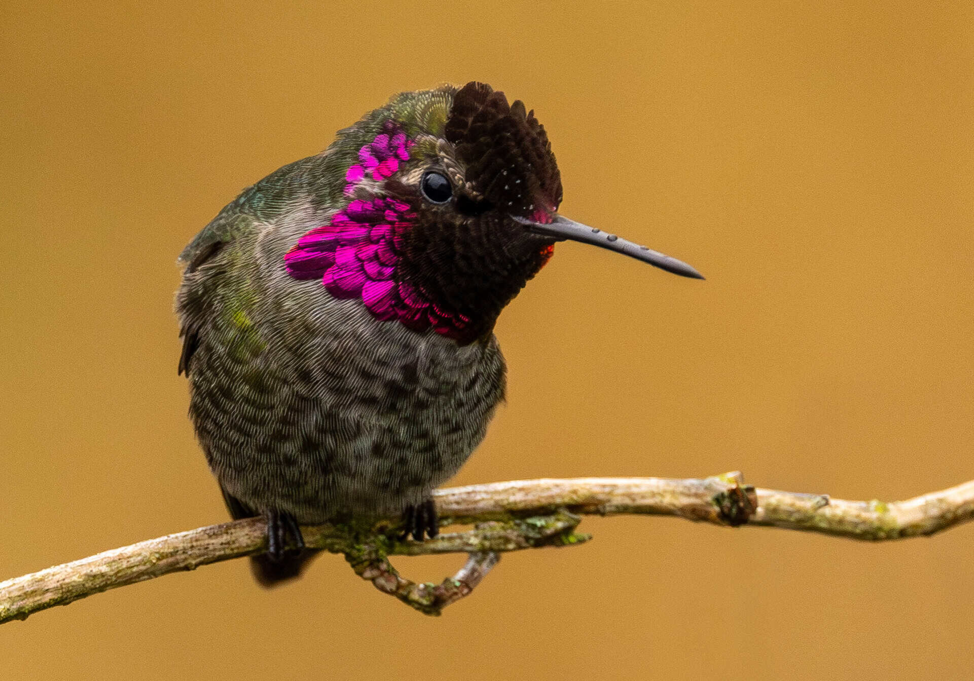 hummingbird on branch