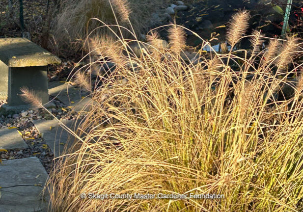 grasses catching sunlight in winter
