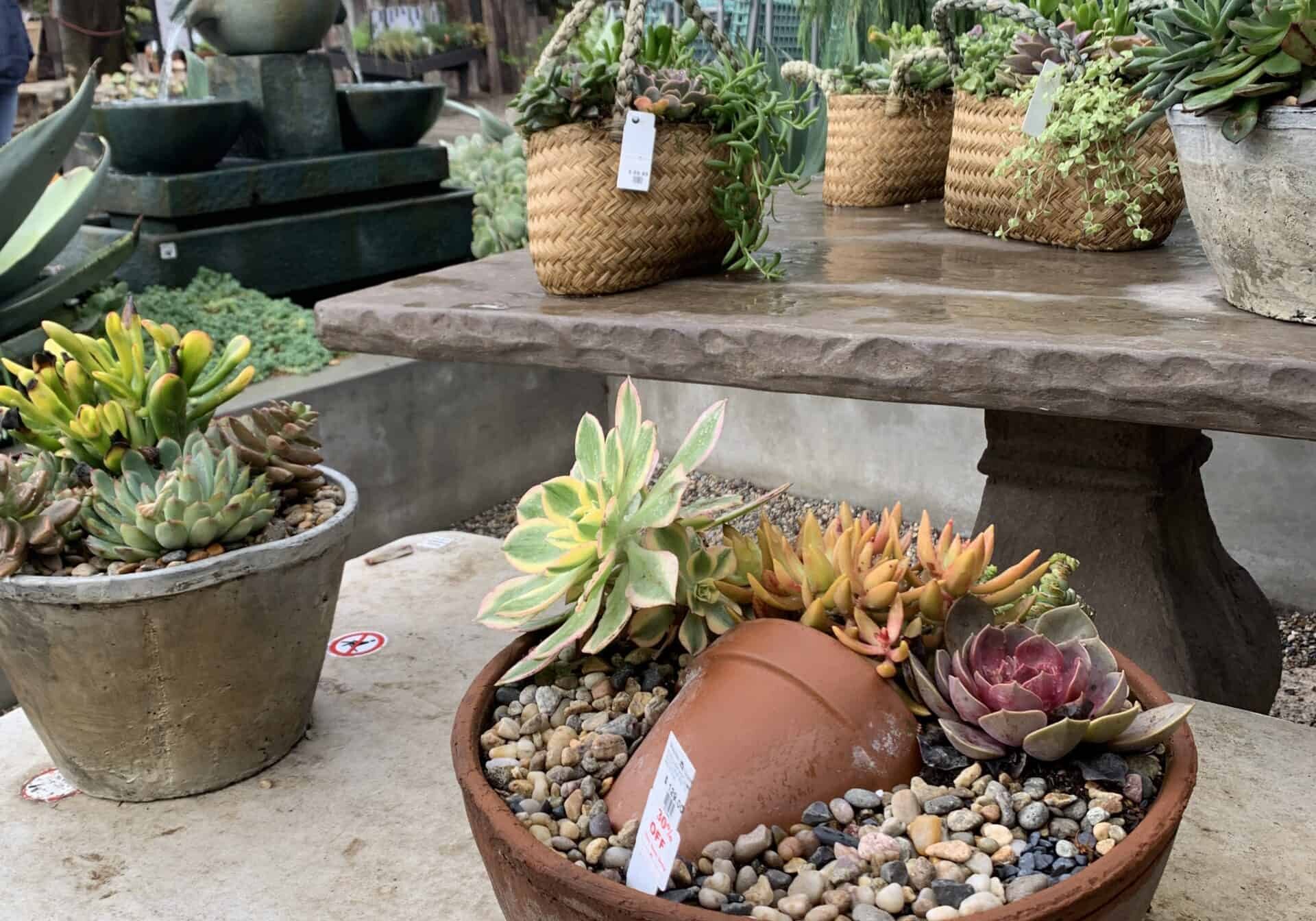 succulents in containers