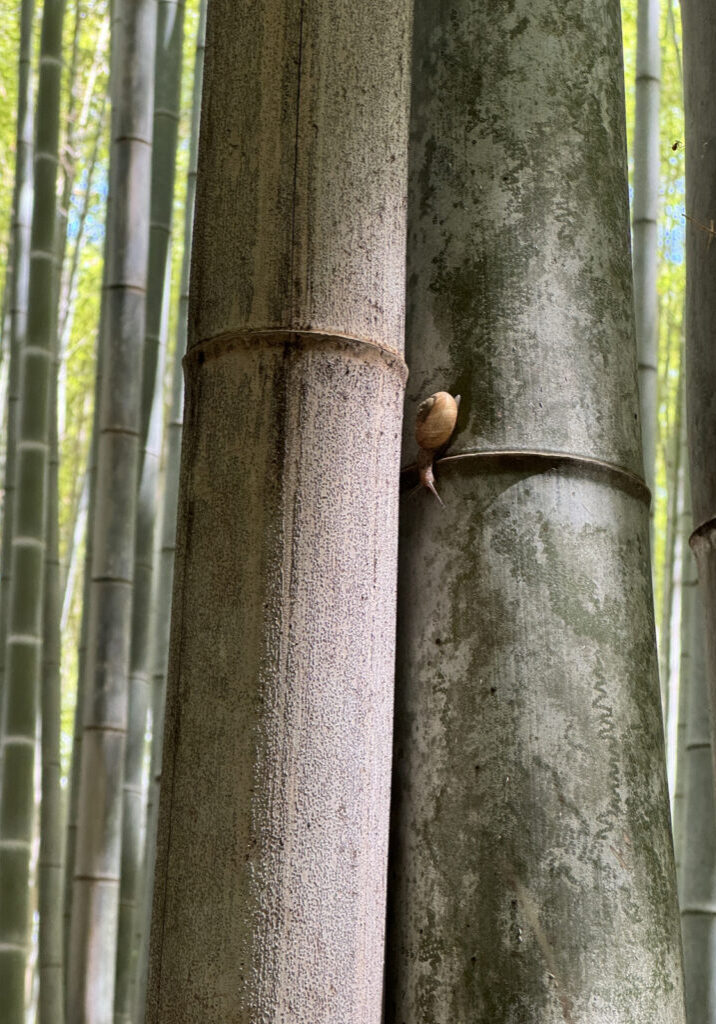 25-0207_Photo_1 Phyllostachys Edulis 'Moso' is a common timber variety growing in Arashiyama
Bamboo Forest in Kyoto Japan. Photo © Bobbi Lemme