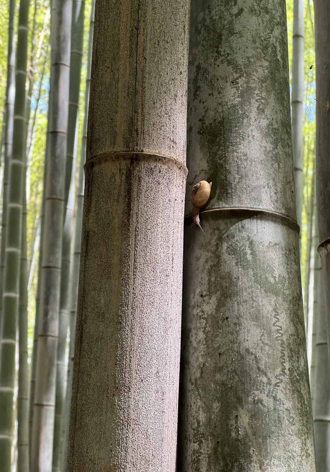 Phyllostachys Edulis 'Moso' is a common timber variety growing in Arashiyama
Bamboo Forest in Kyoto Japan. Photo © Bobbi Lemme 
