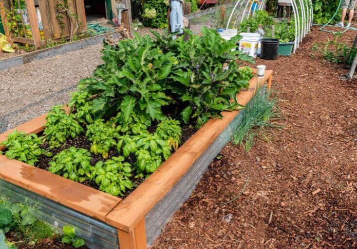 A raised bed complete with successful plantings. 
Photo by Nancy Crowell / Skagit County WSU Extension Master Gardener
