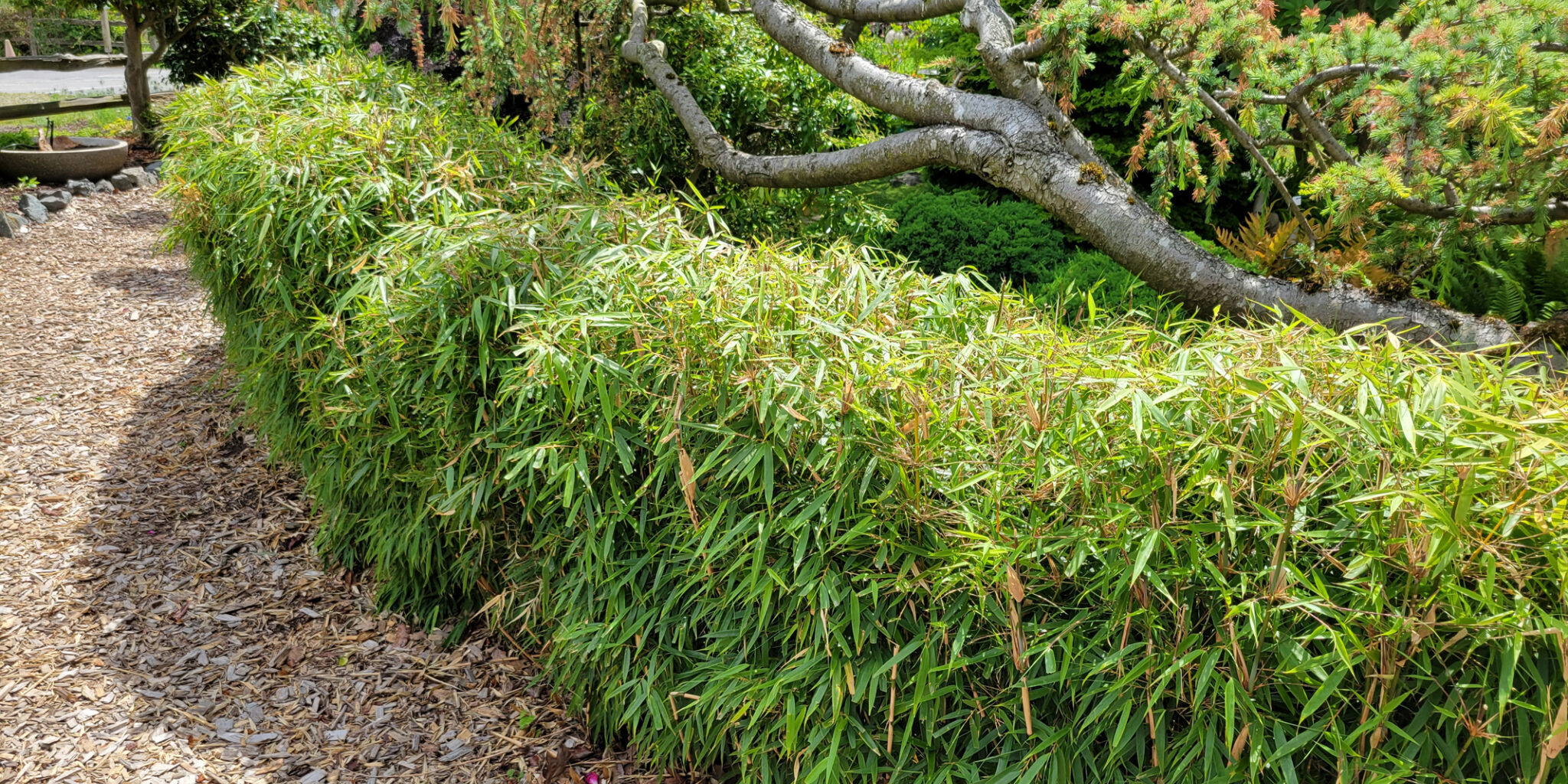 25-0207_Photo_6 Fargesia dracocephala 'Rufa' ‘Dragon's Head’ at the WSU Discovery
Garden. This clumping bamboo has a loose weeping habitat so the hedge has
been pruned to keep it off the path. Bamboos tolerate pruning well as long as
adequate leaves are left for plant health. Photo by Kay Torrance