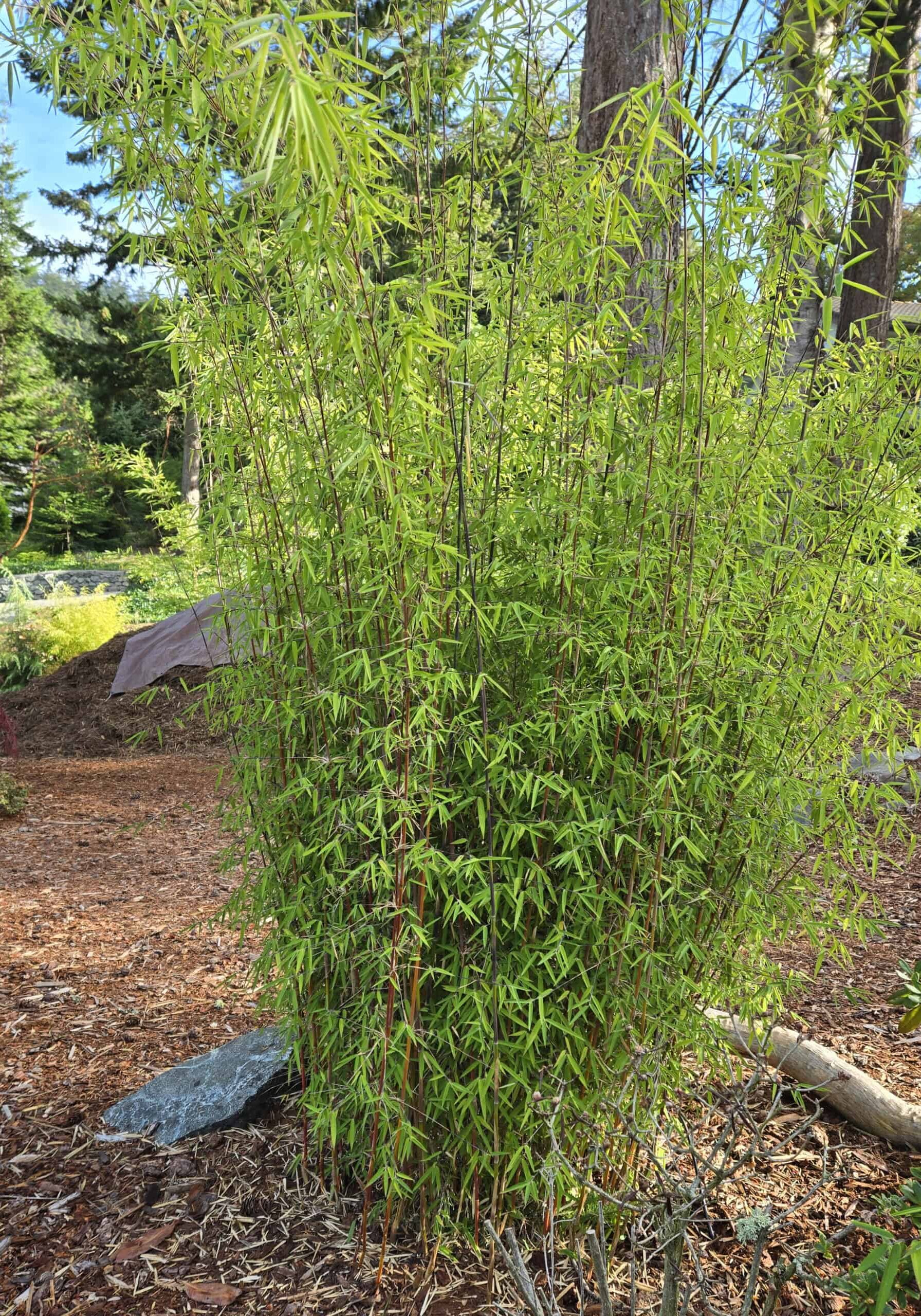 Fargesia nitida ‘Jiuzhaigou’is a clumping bamboo. This cultivar is ‘Red Fountain’ with red canes. Many cultivar of this variety can be found with different colored canes. Photo by Kay Torrance
