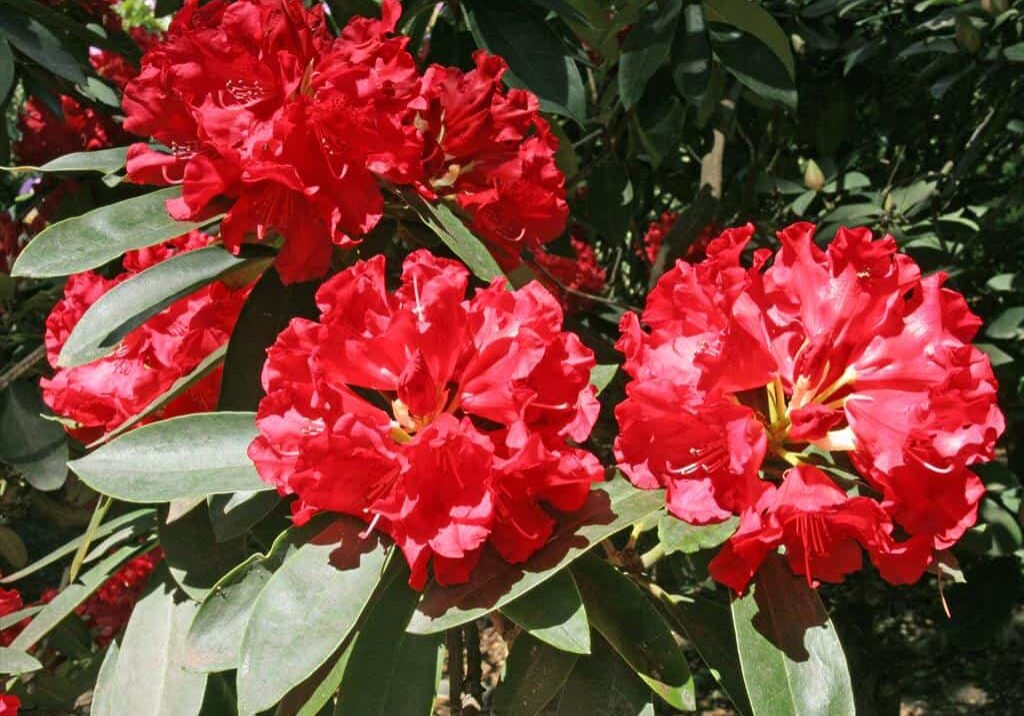 One of the most sun-hardy of all rhododendrons, the Jean Marie Rhododendron is noted for its large trusses of deep red, trumpet shaped flowers. © WSU Clark County