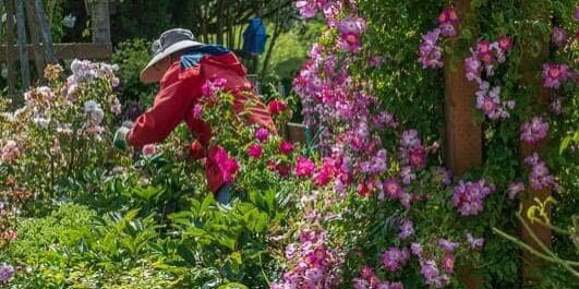 roses blooming with person working in the background