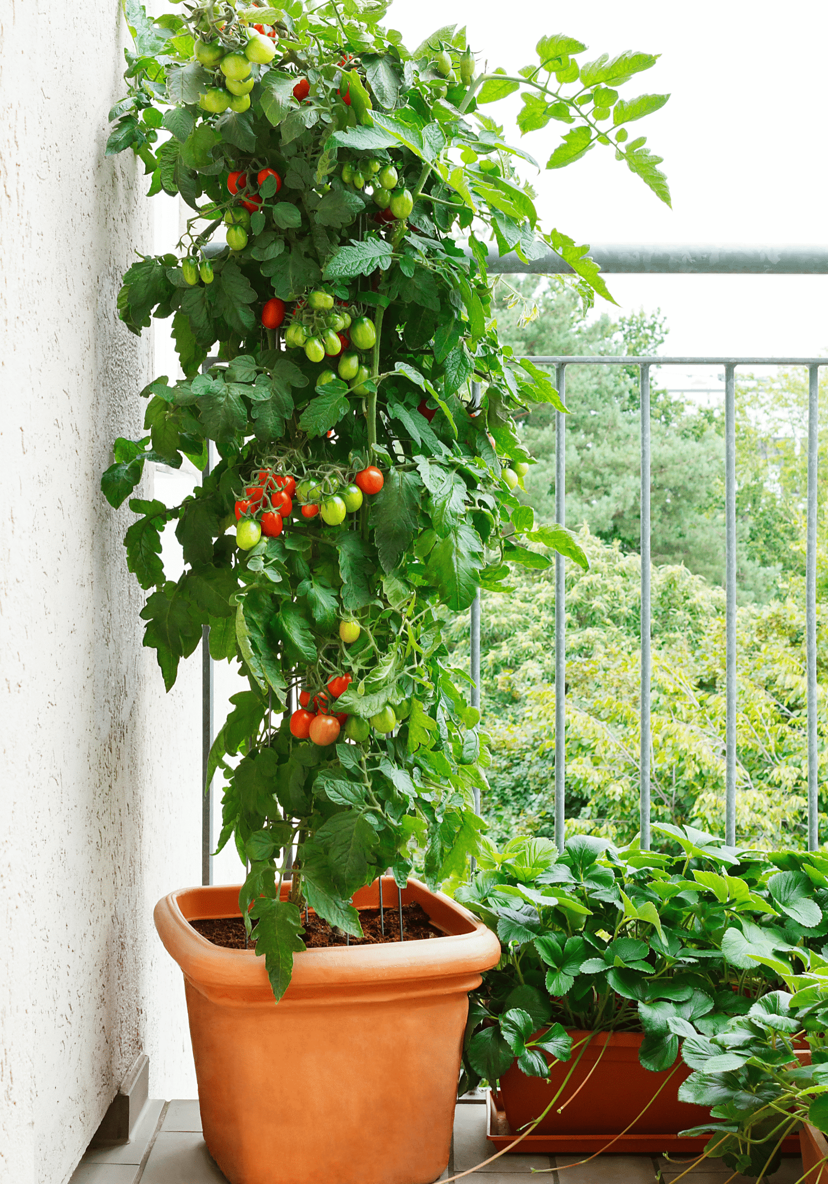 2-16-24 Container_Tomato tomato growing in pot on patio