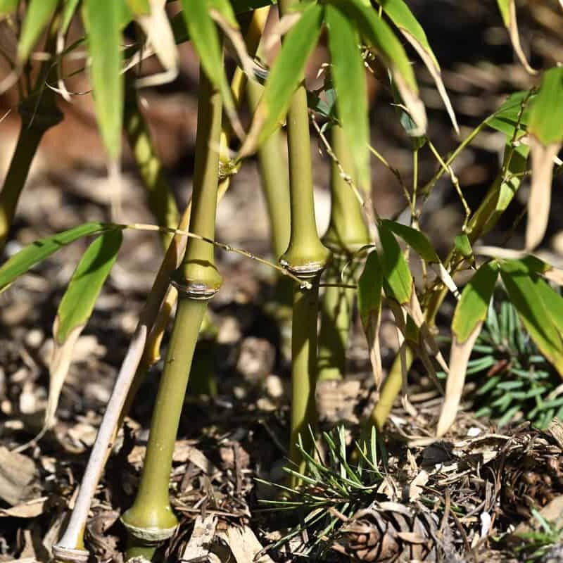 Qiongzhuea tumidissinoda ‘Walking Stick’ bamboo has enlarged nodes. It is a fun variety that grows up to 12’ (less in a container). It is also an aggressive running bamboo, sending rhizomes a long distance from the source and likes to jump barriers. Photo © Kay Torrance