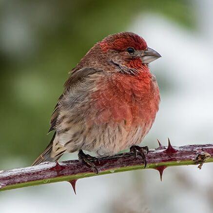 Male House Finch finch sitting berry cane in winter