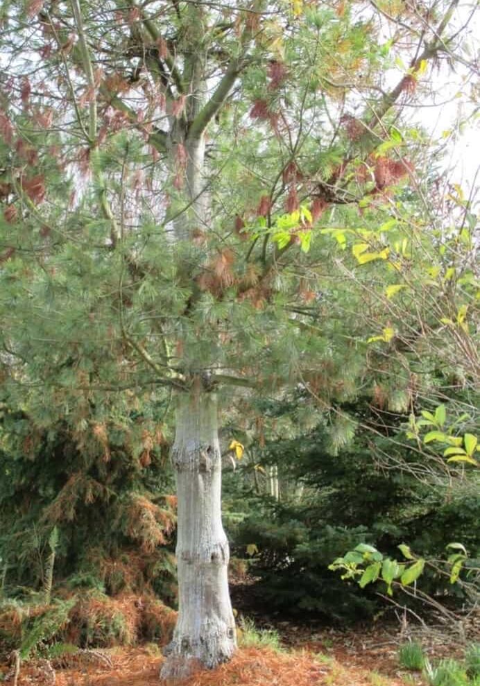 Infected western white pine removed from Salal Native Plant Garden. © Photographer: Alison Hitchcock