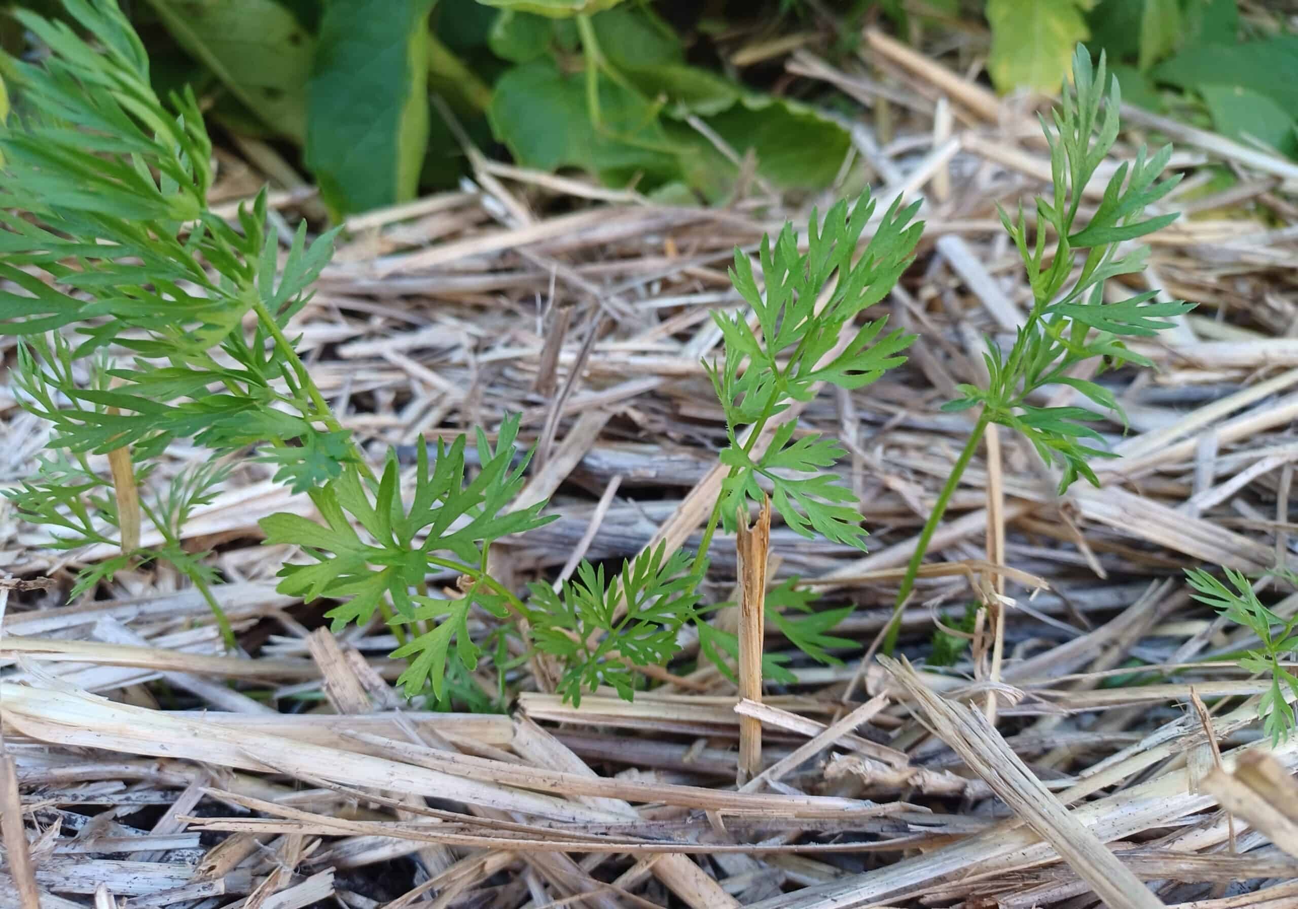 seedlings with straw