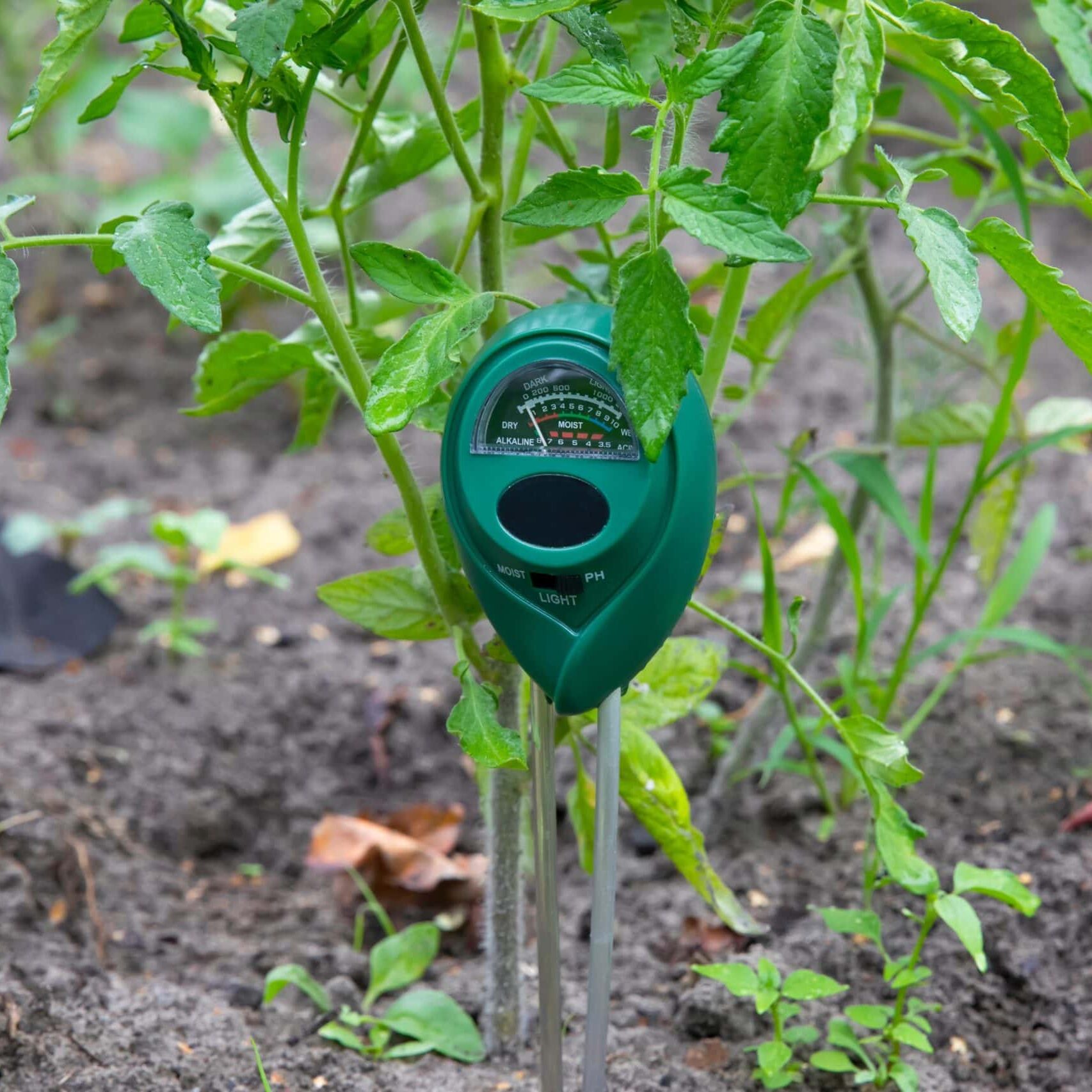 water timer stuck in soil under a plant